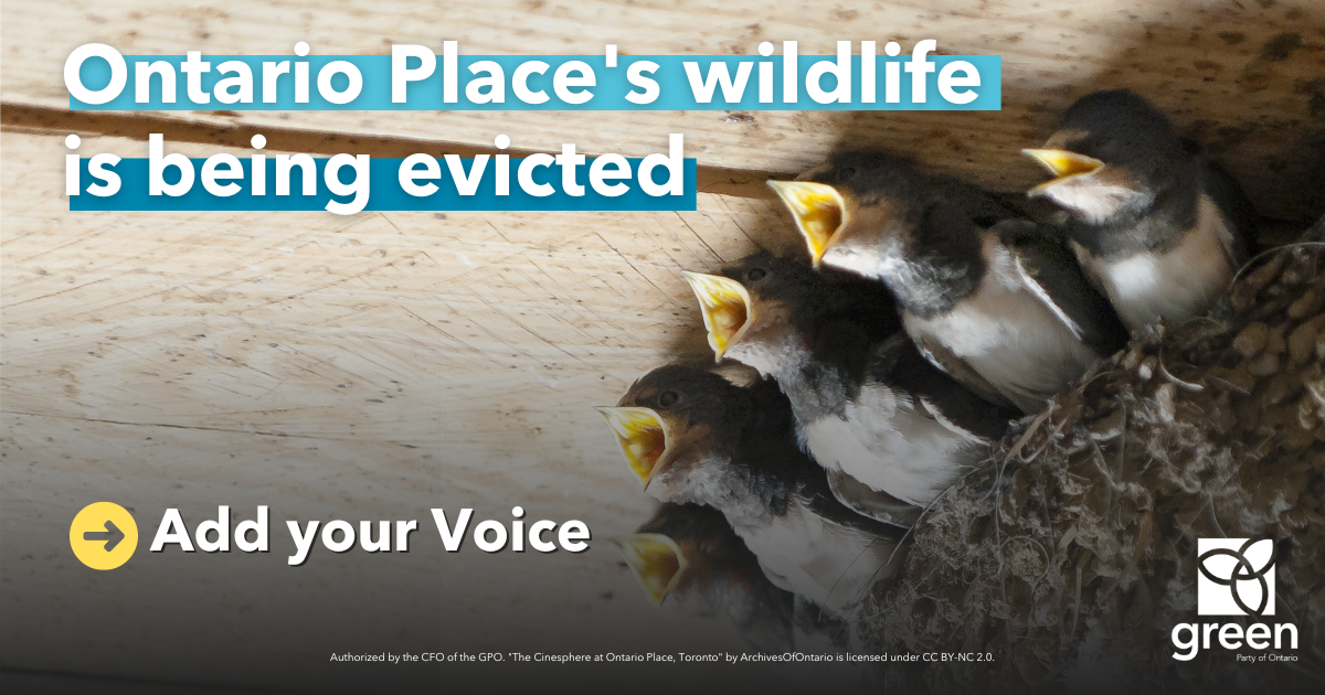 Ontario Place wildlife is being evicted | Ontario Greens