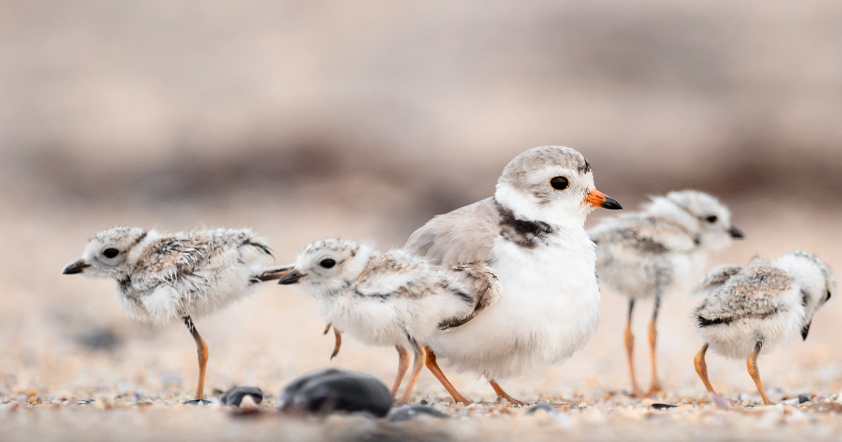 Save Wasaga Beach – Protect Piping Plover Habitat