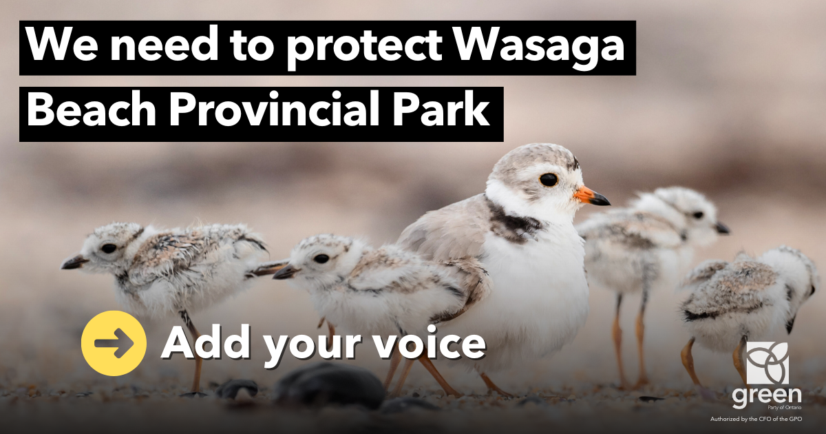 Save Wasaga Beach – Protect Piping Plover Habitat
