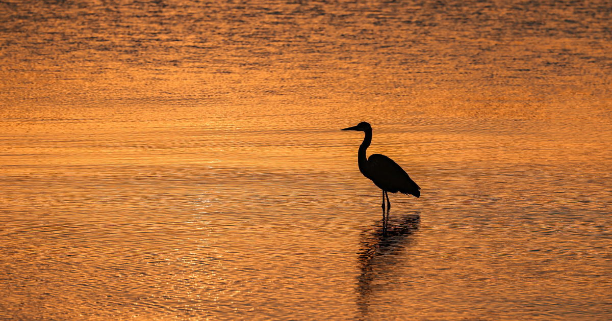Protect Ontario’s wetlands!