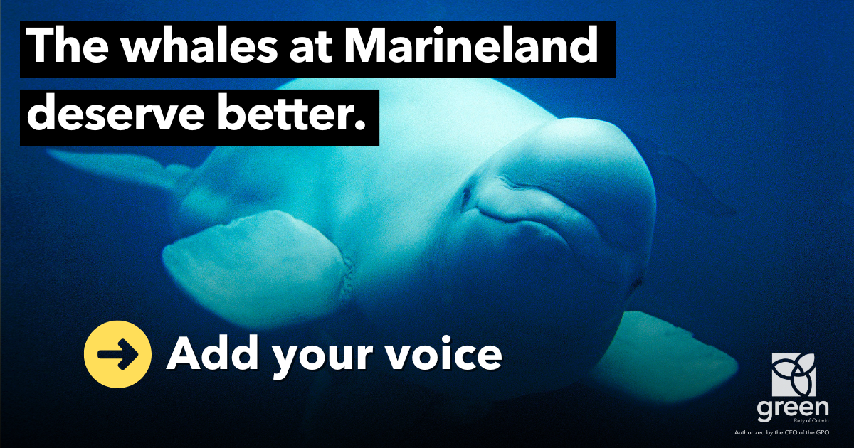 The animals at Marineland need an action plan NOW