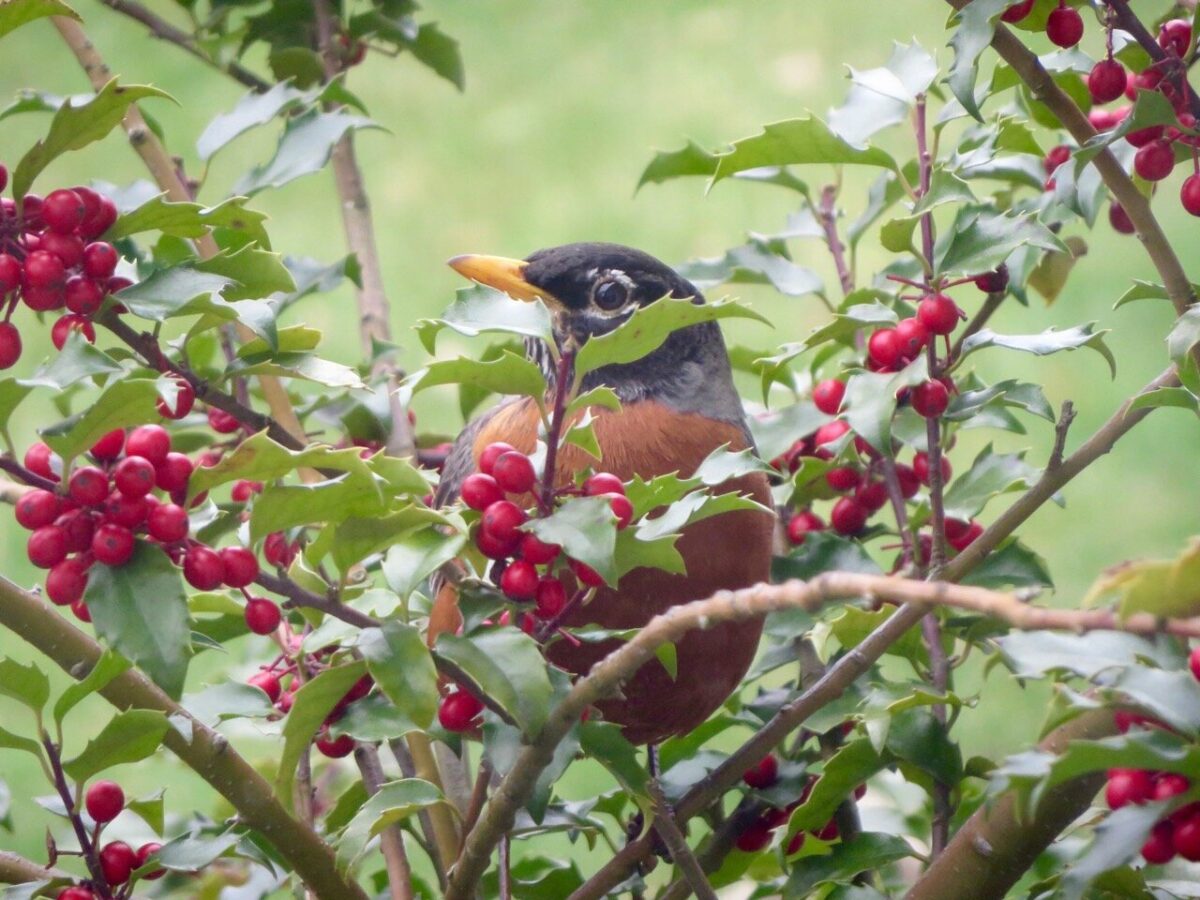2026 Calendar Contest Submission Robin In Holly Ontario Greens Gpo Calendar 2026 Robin In Holly 