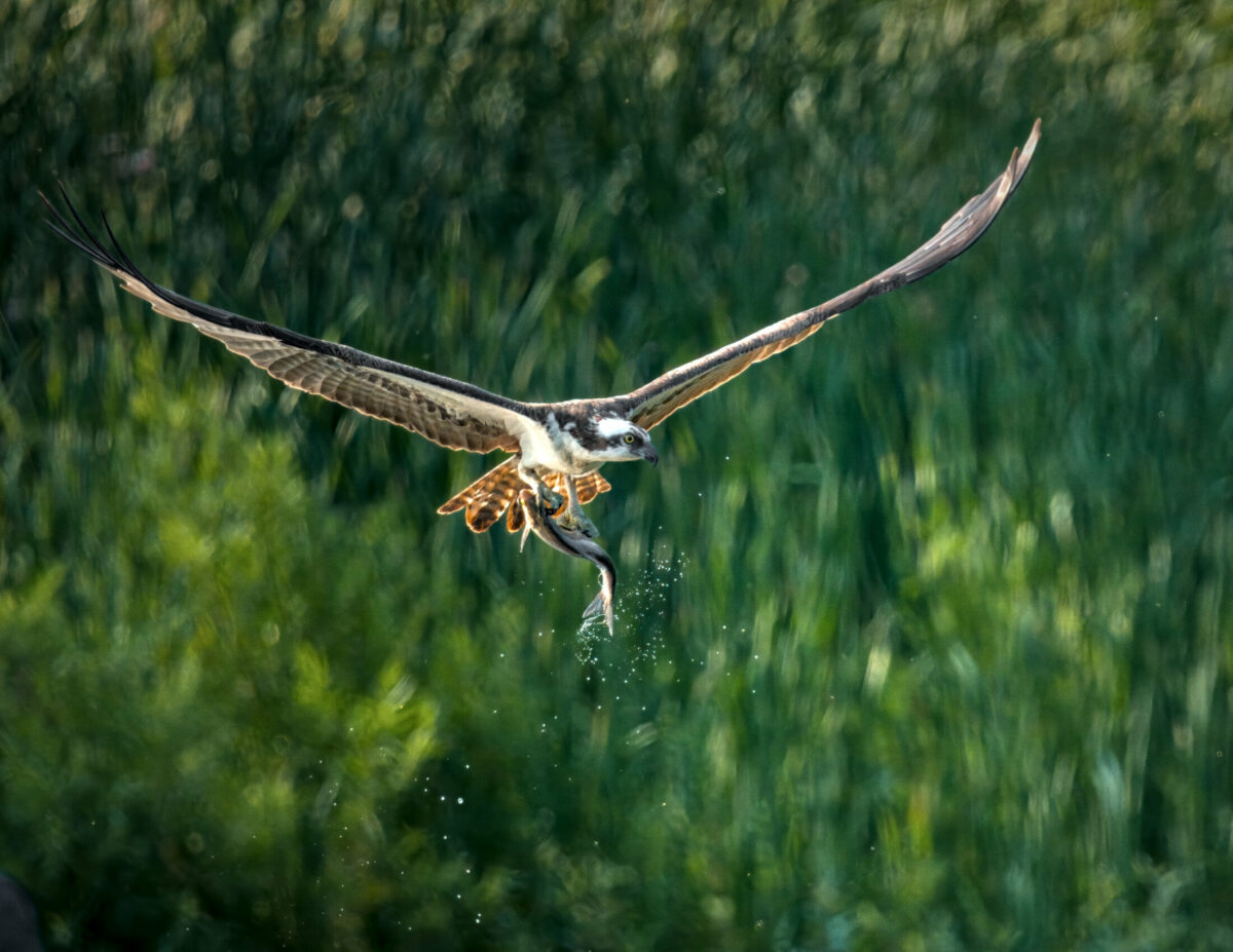 Eagle taking off after catching a fish