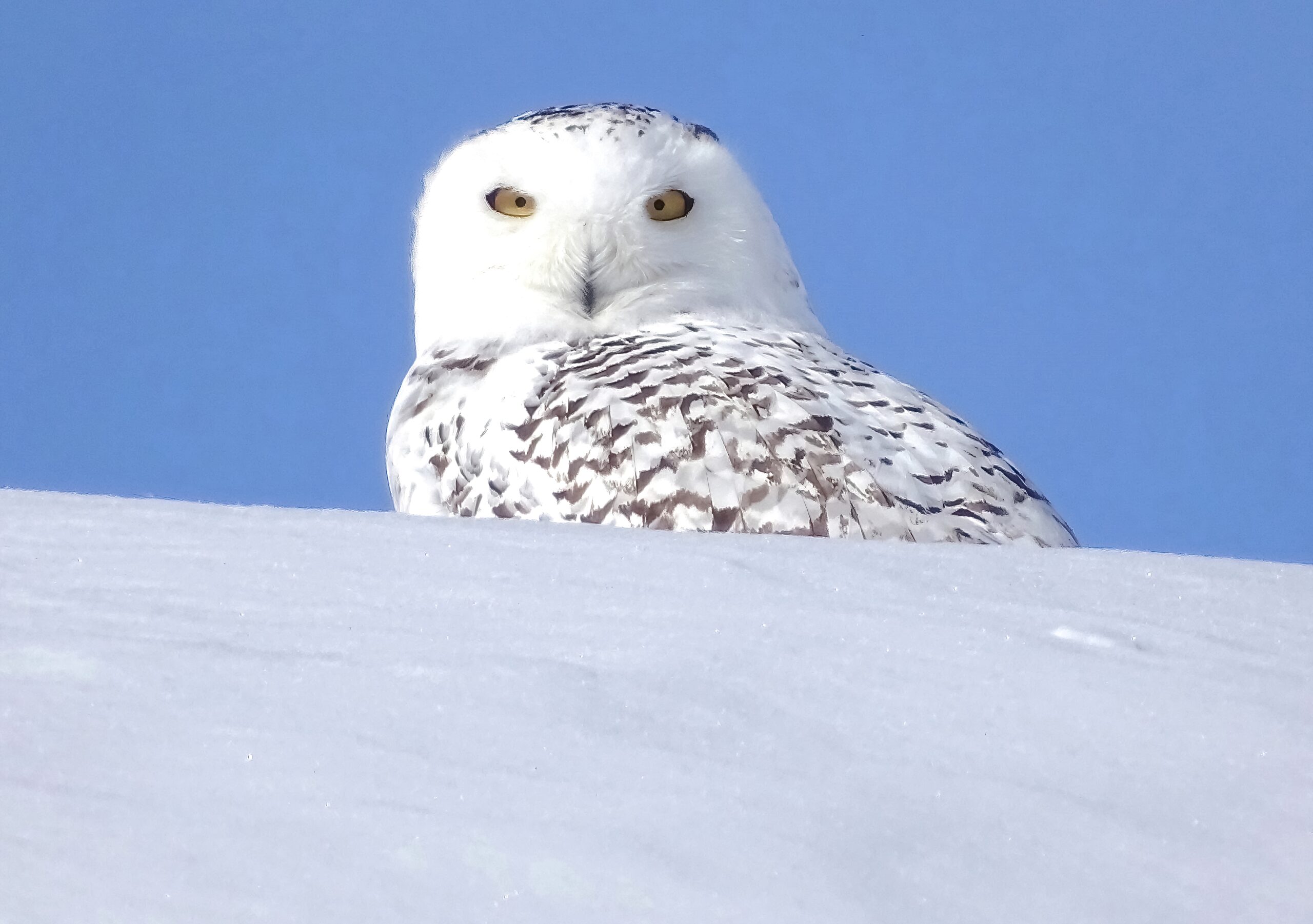 Whooo's Watching the Planet? by Jerry Pezik