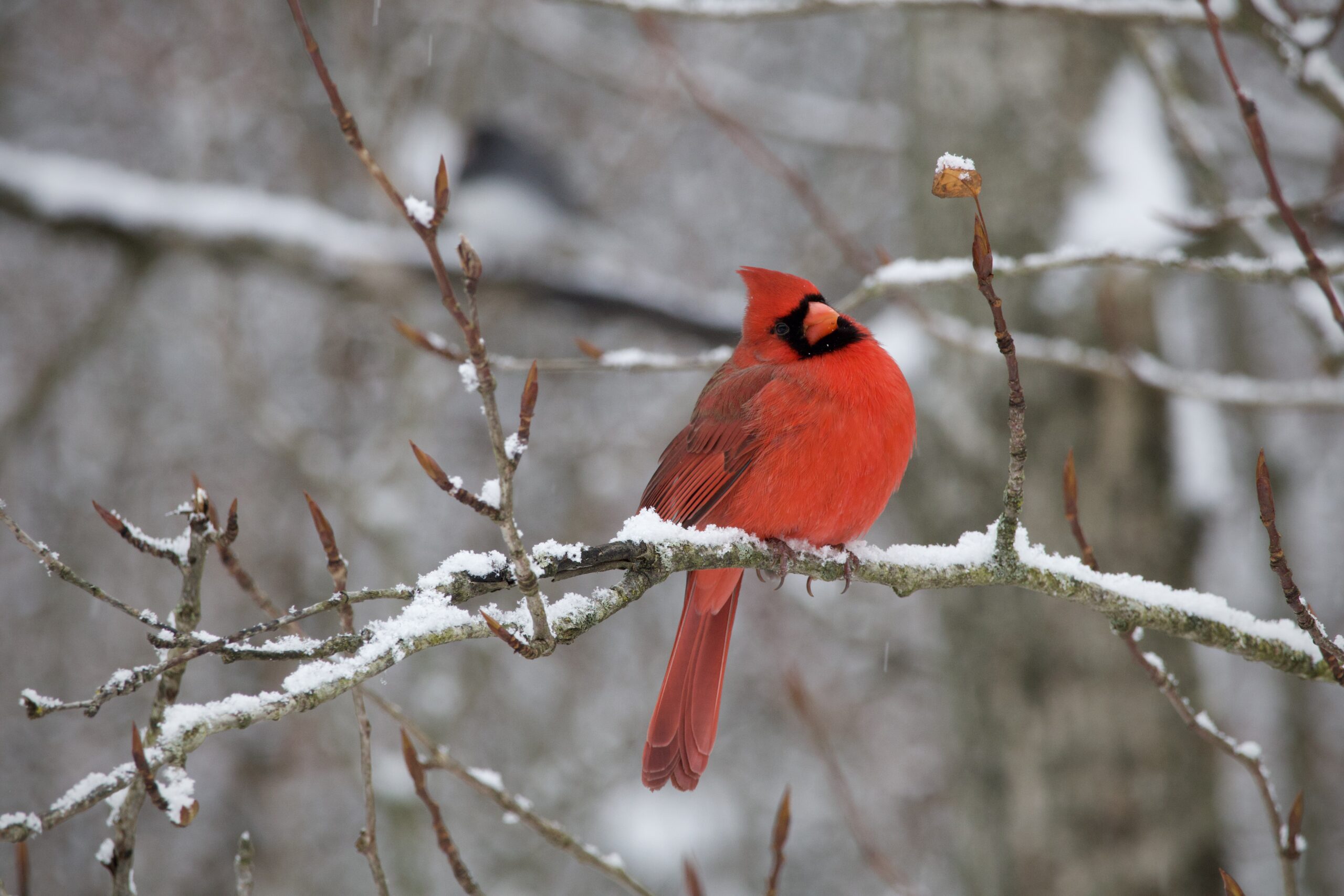 Is it still snowing? by Sydney Daniels