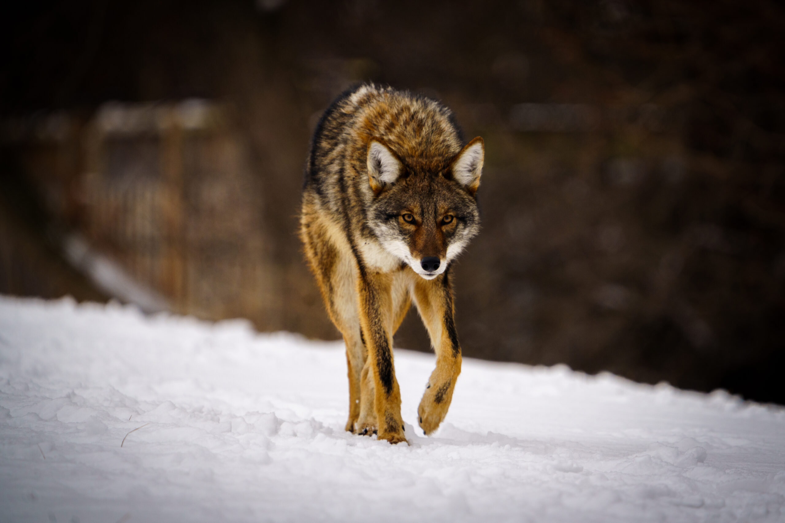 Through Winter's Path by Brendan Miller