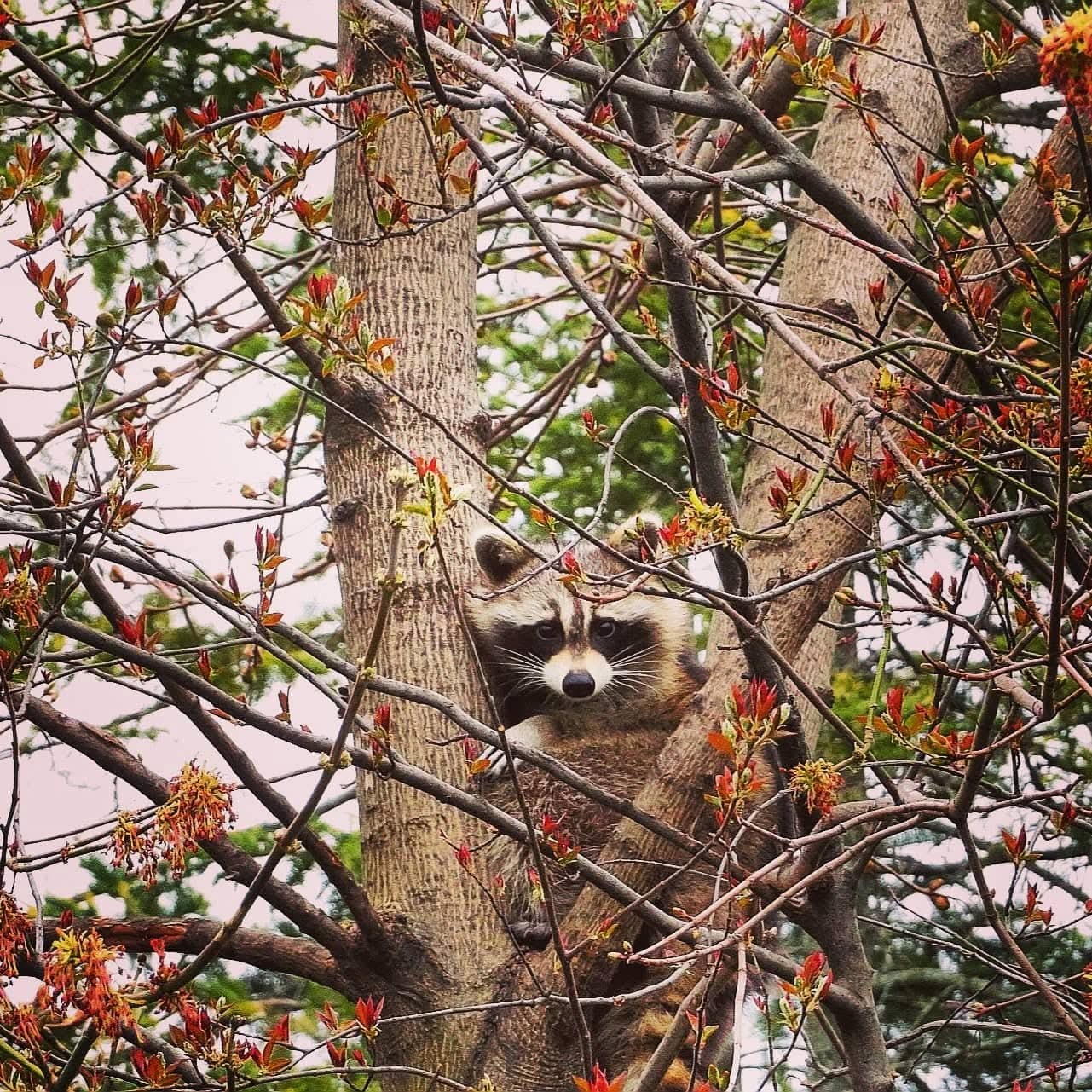 Racoon Lookout by Ravid Chitolie