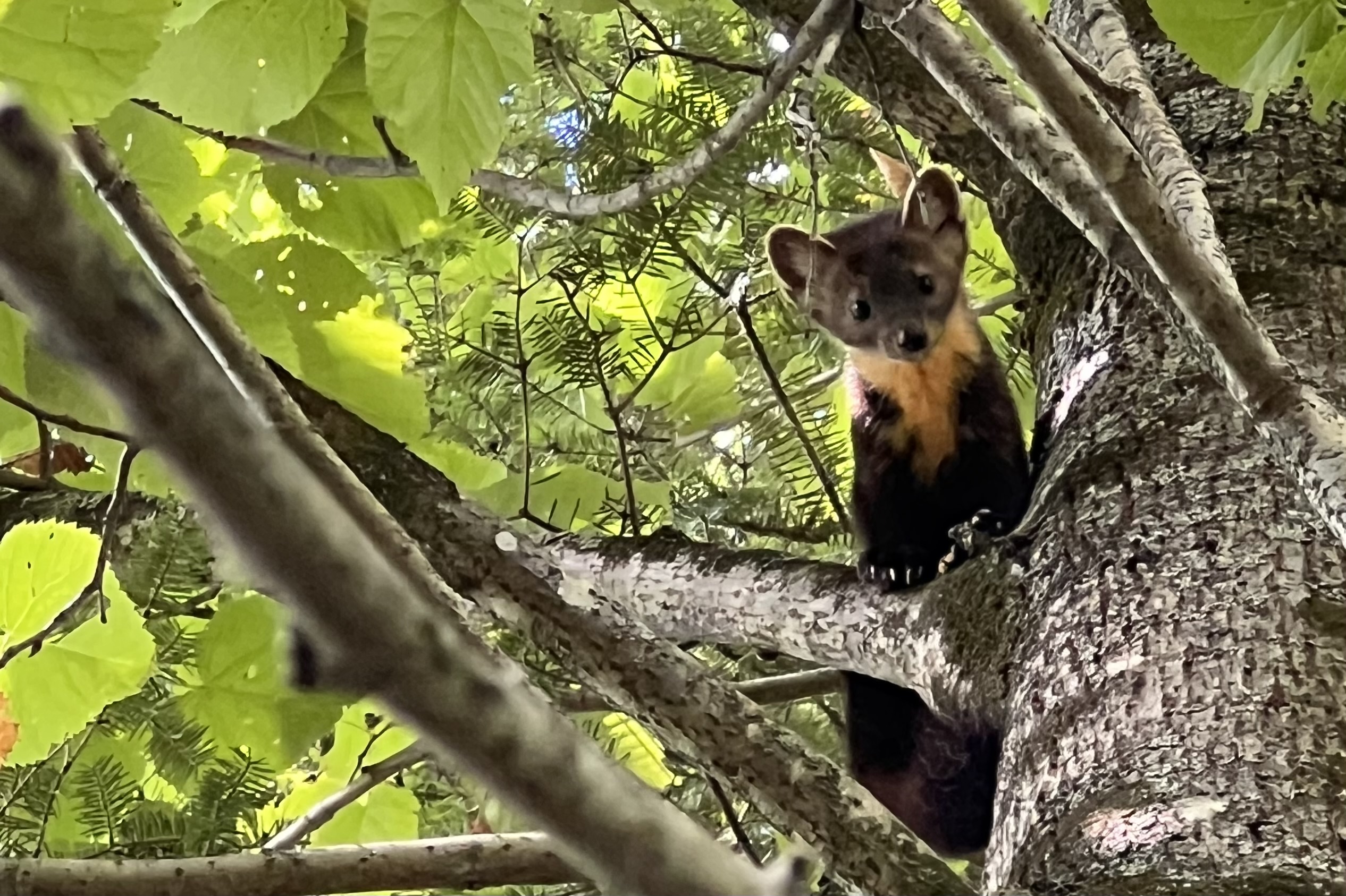 Curious Marten by Sam Jennings