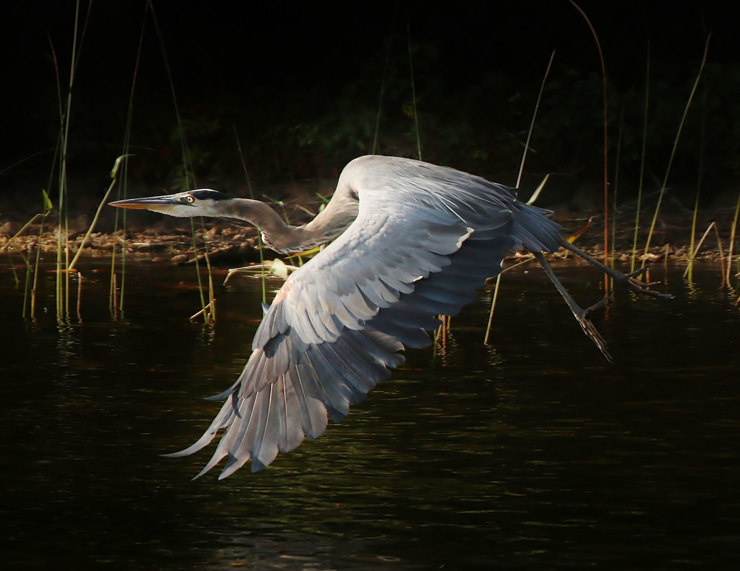 Ruffle-Winged Heron by Matthew King