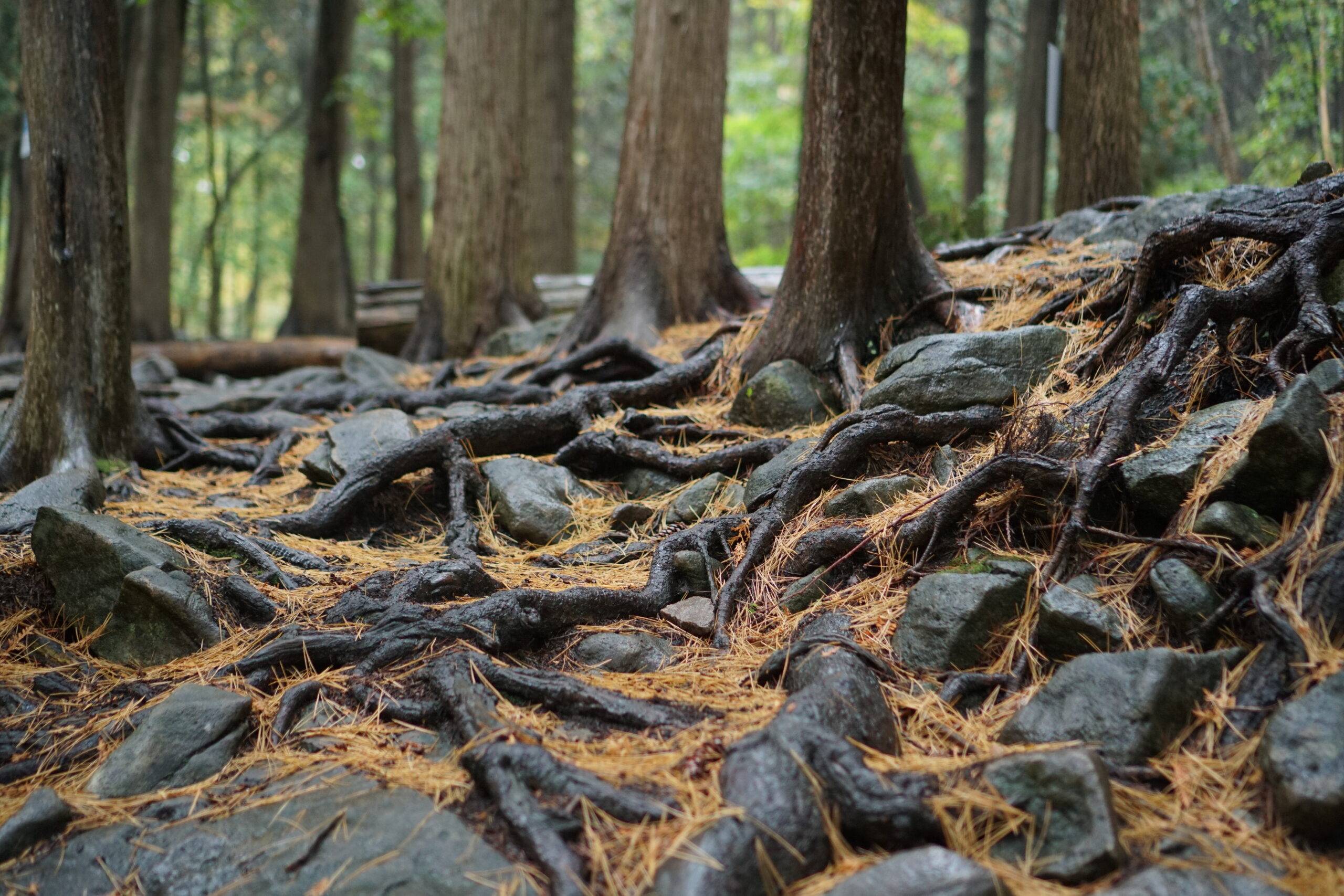 Rocks and Roots by Peter Wen