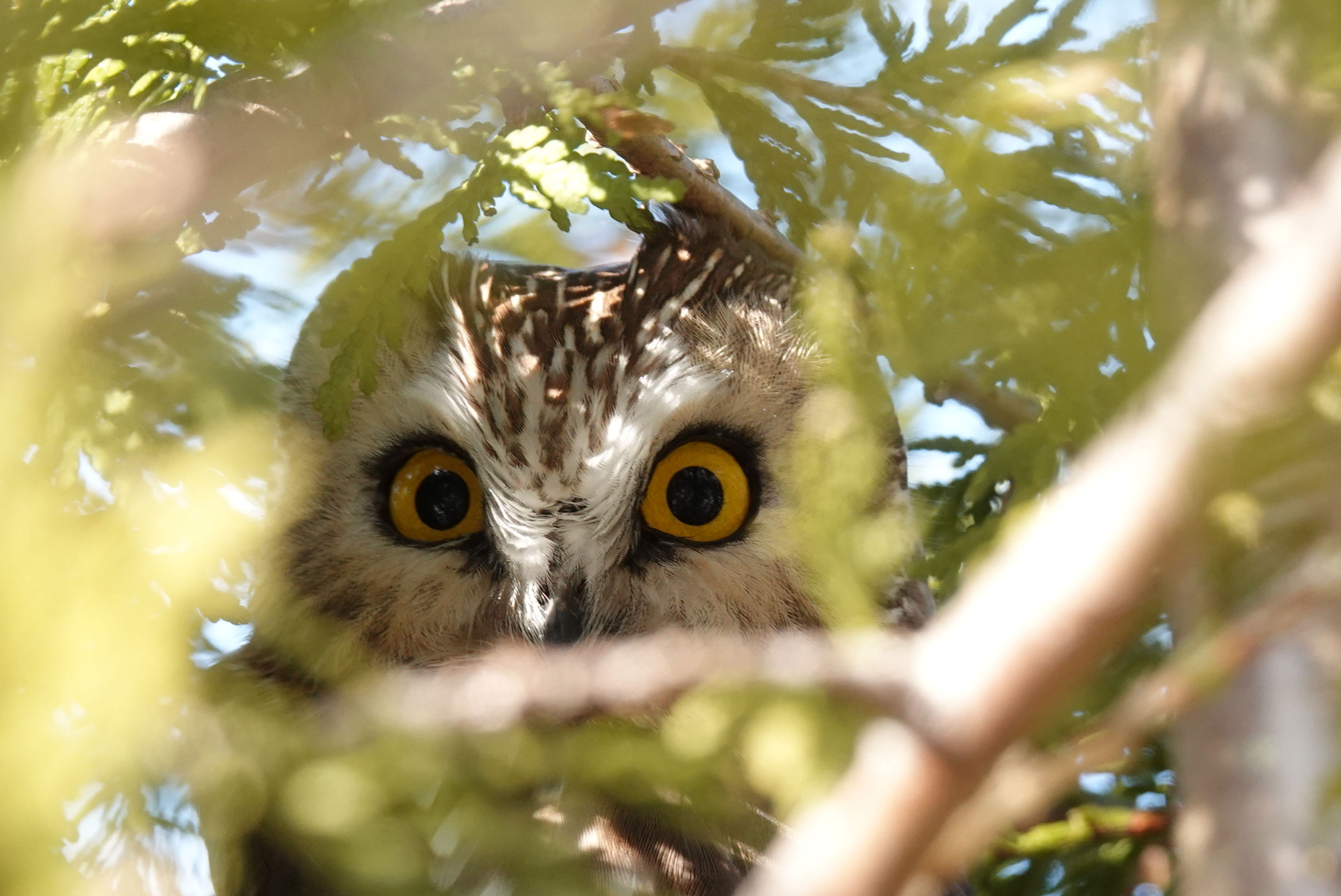owl_web owl_web