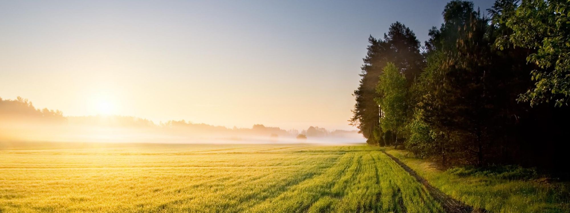 Farmlands bordered by forest at dawn