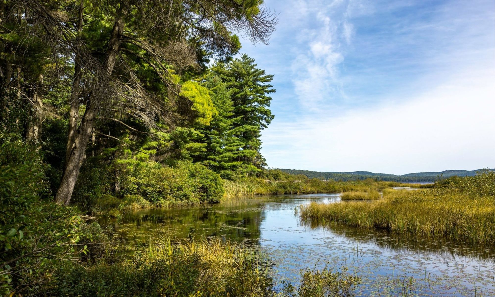 Trees over river and wetlands